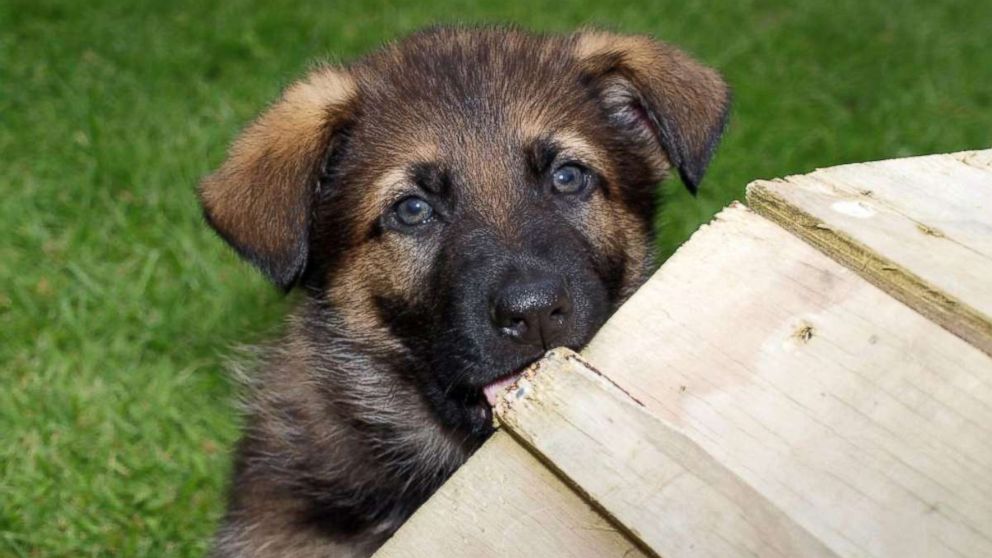 New Zealand police posted a photo of one of the small puppies on their police force.