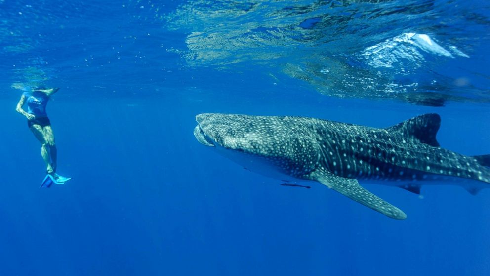 PHOTO: A tourist watches a whale off the coast on April 22, 2012, in Ningaloo Reef, Western Australia.
