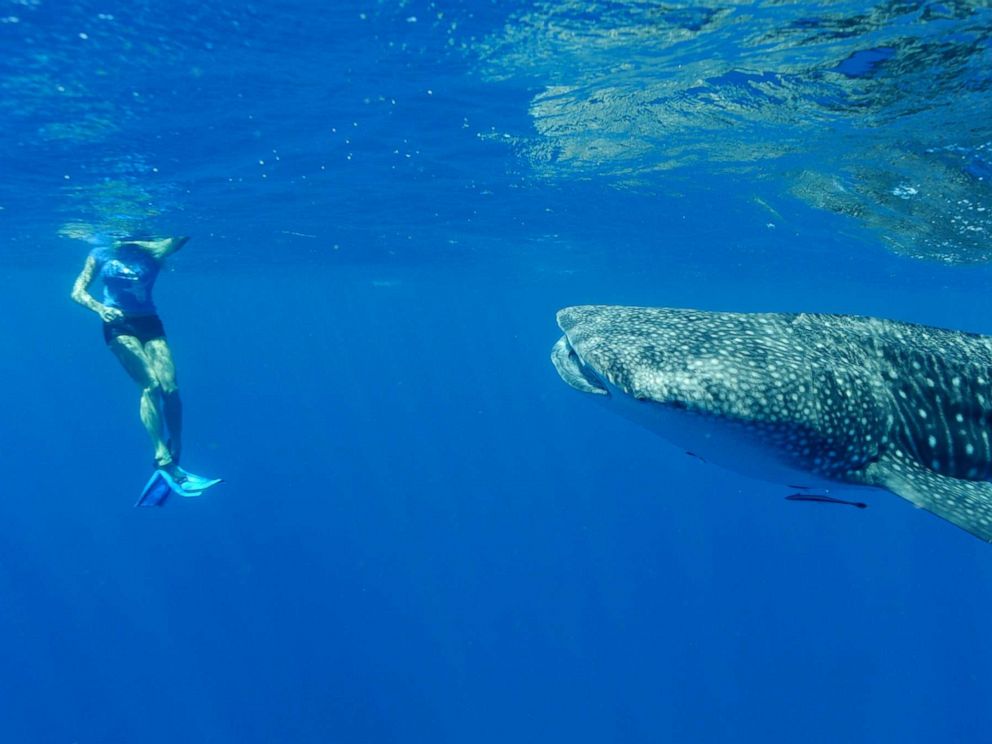 PHOTO: A tourist watches a whale off the coast on April 22, 2012, in Ningaloo Reef, Western Australia.