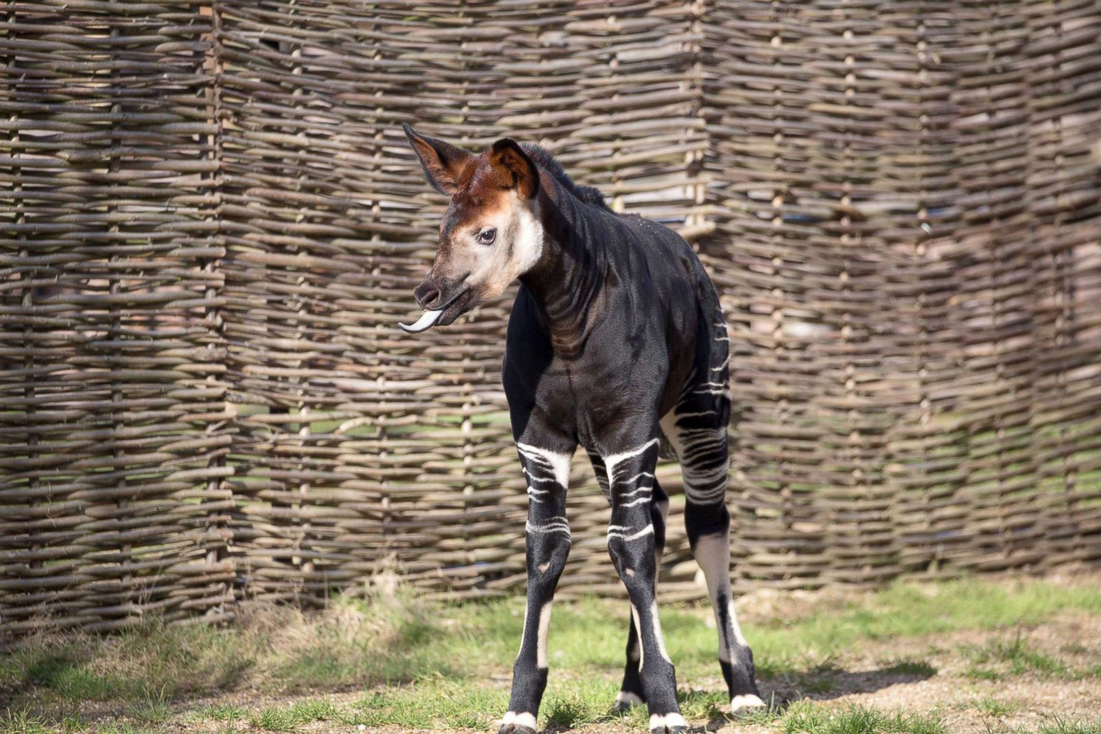 A four-month-old okapi is named after Meghan Markle