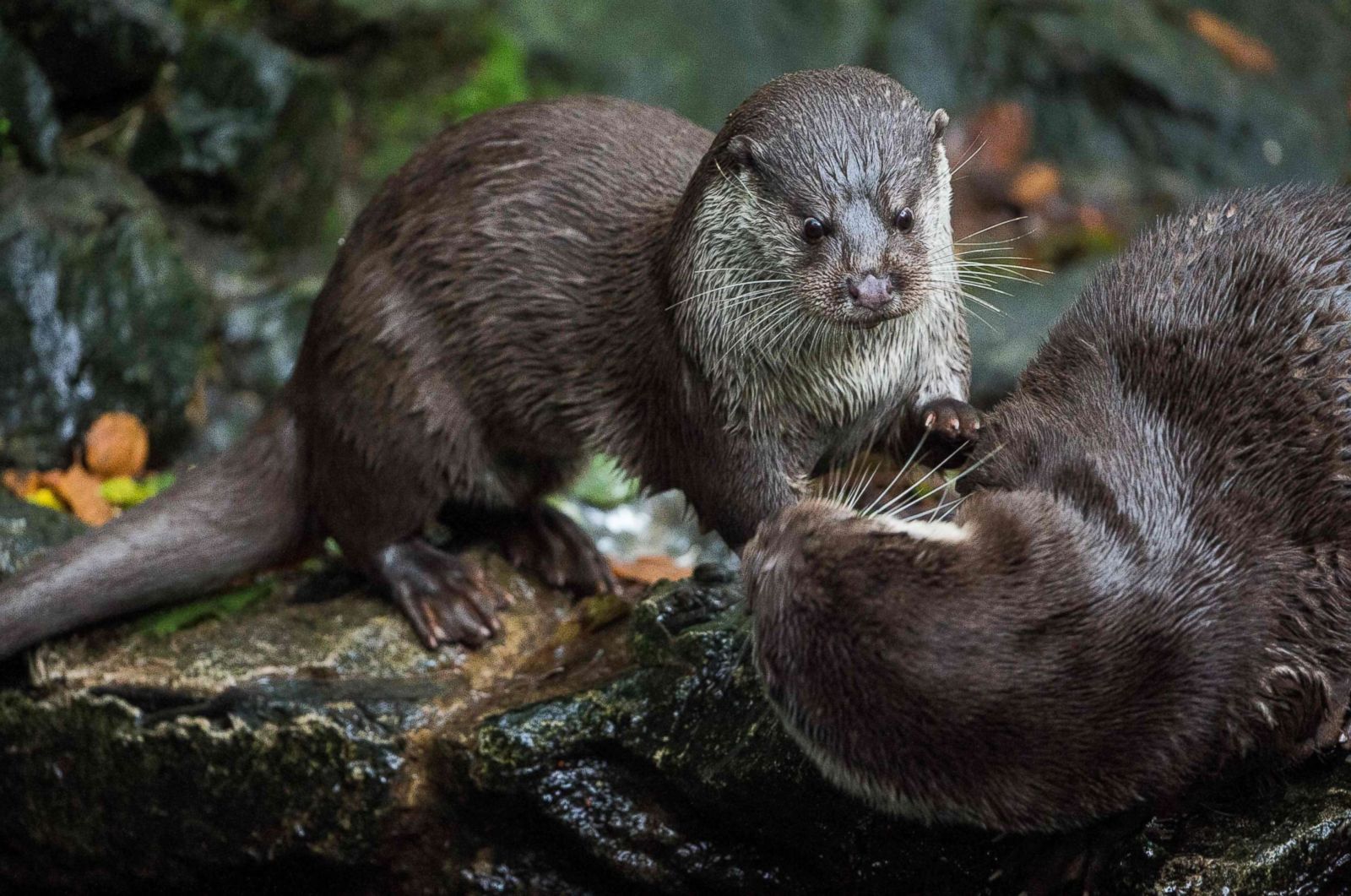 Two playful otters frolicking around