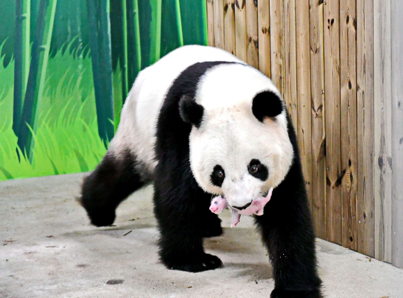 Giant panda holds its cub