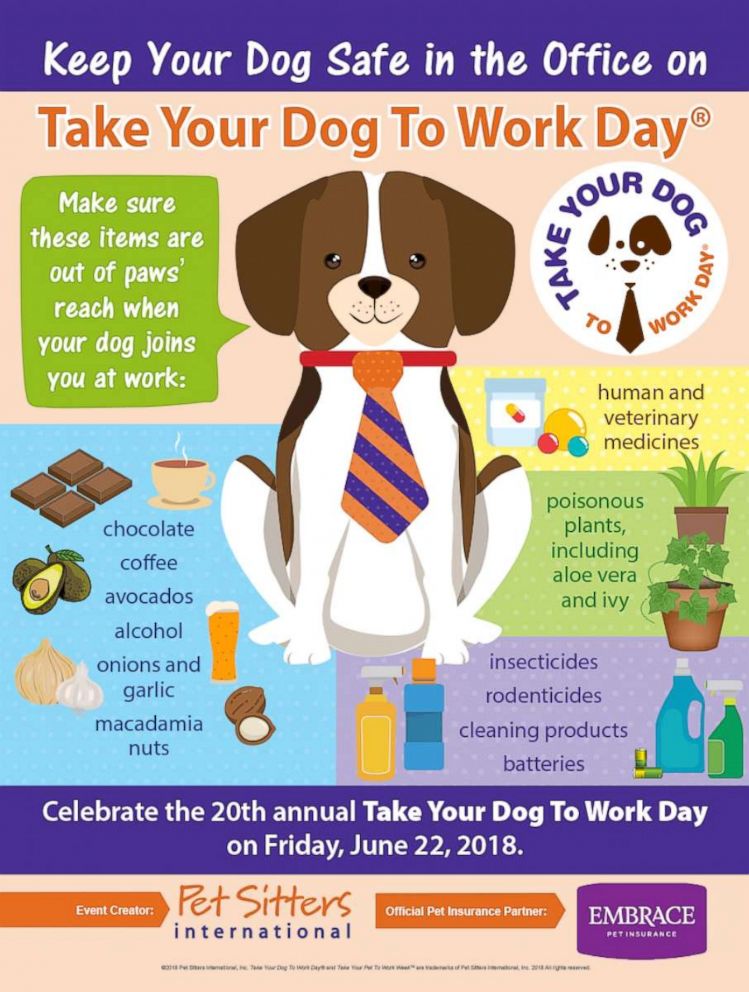 'Take Your Dog to Work Day' Ideas to celebrate and keep your dog (and