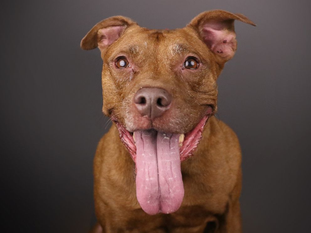 PHOTO: A dog awaits a treat as hes portrait is captured.