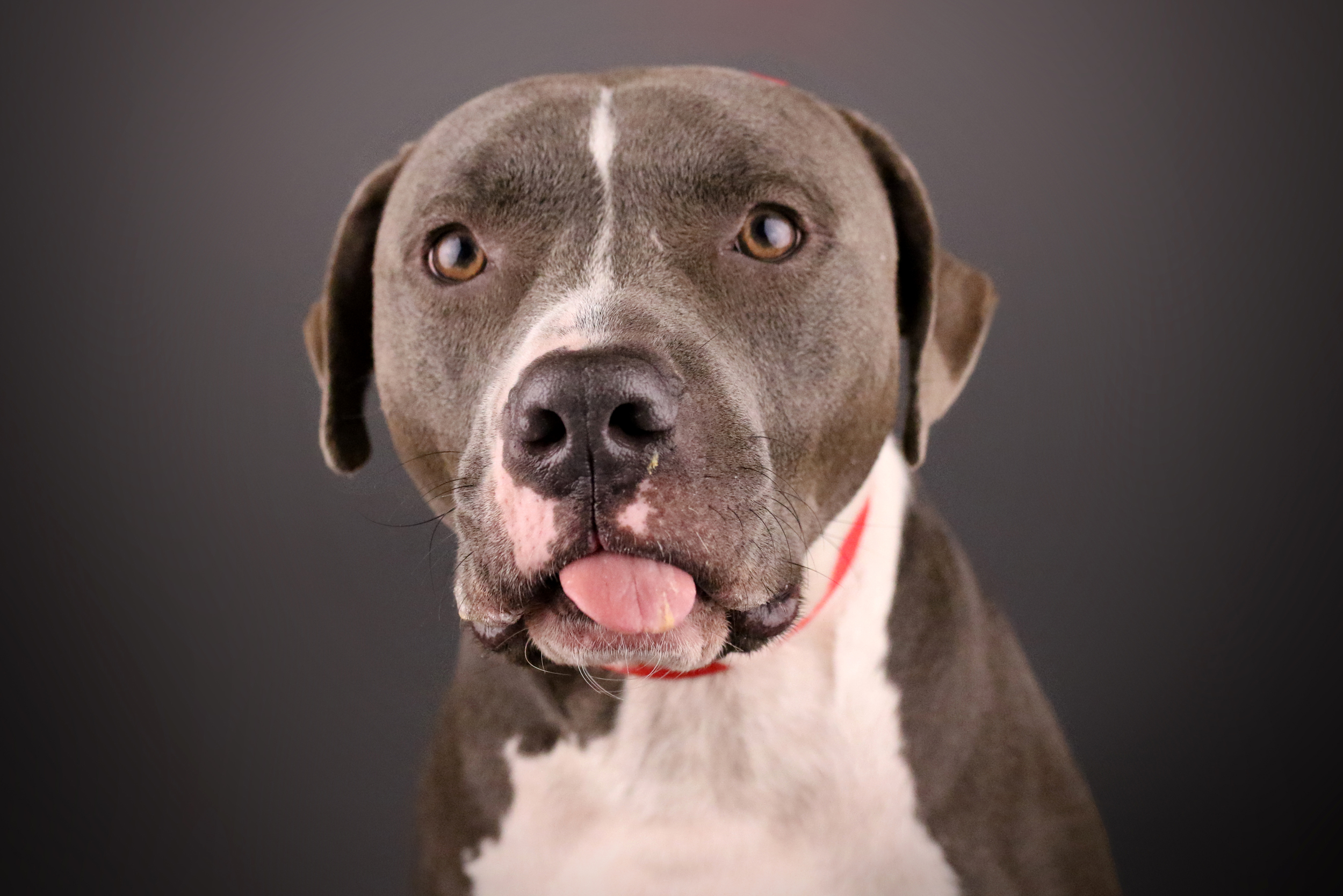 PHOTO: A dog sticks its tongue out while posing.
