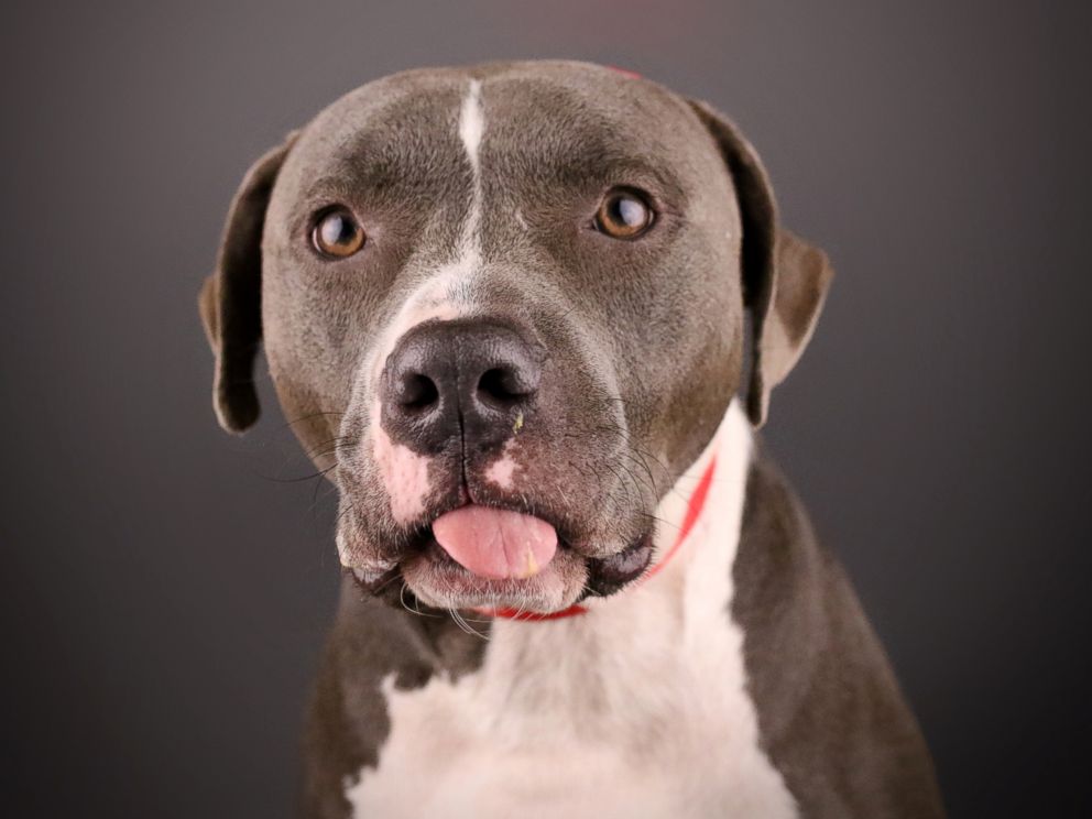 PHOTO: A dog sticks its tongue out while posing.