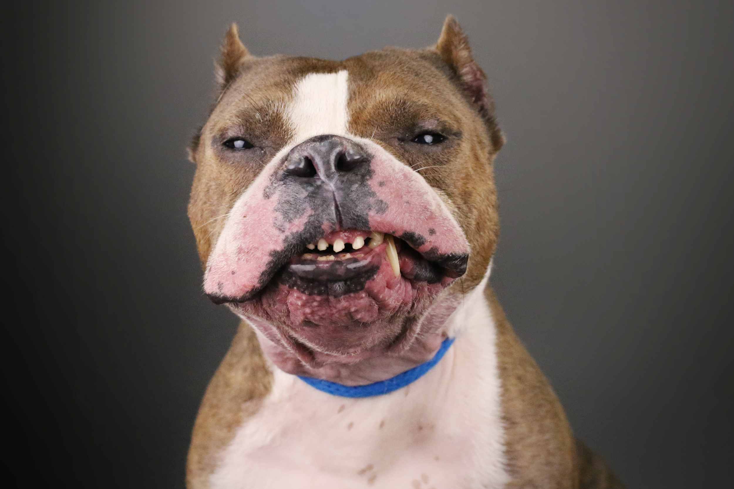PHOTO: Brutus, a  pit bull mix, who has seen been adopted, poses during a photo shoot.
