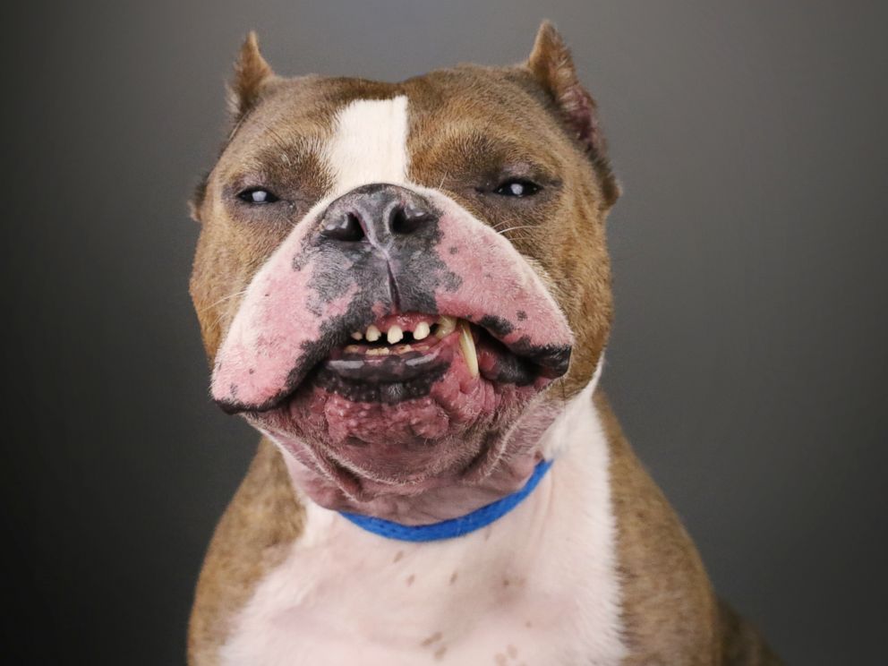 PHOTO: Brutus, a pit bull mix, who has seen been adopted, poses during a photo shoot.