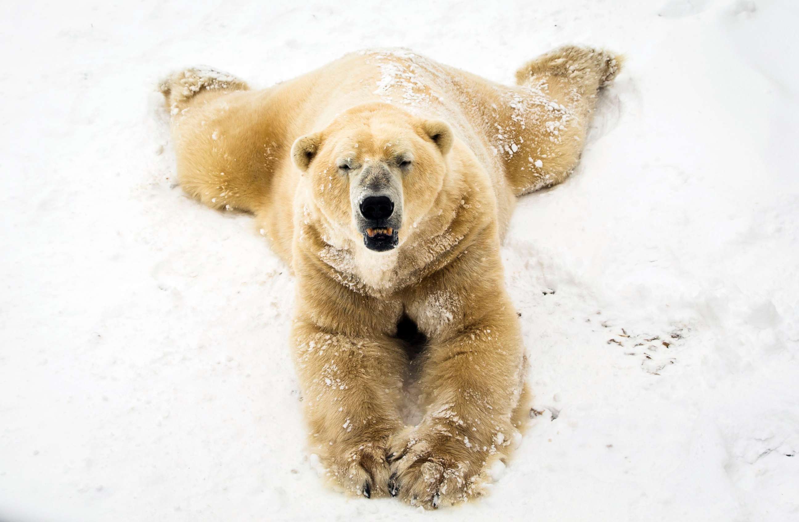 Медведь в сугробе. Белый медведь. Белый медведь на снегу. Белый Медвежонок в снегу. Медведь в снегу.