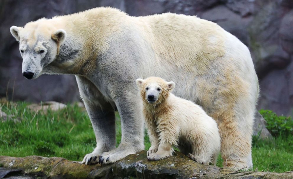 PHOTO: Polar bear cub Nanook and her mother Lara explore their enclosure at the Zoom Erlebniswelt zoo in Gelsenkirchen, Germany,  April 13, 2018.