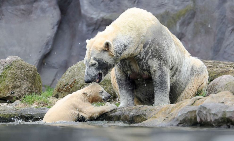 PHOTO: Polar bear cub Nanook and her mother Lara swim in their enclosure at the Zoom Erlebniswelt zoo in Gelsenkirchen, Germany, April 13, 2018.
