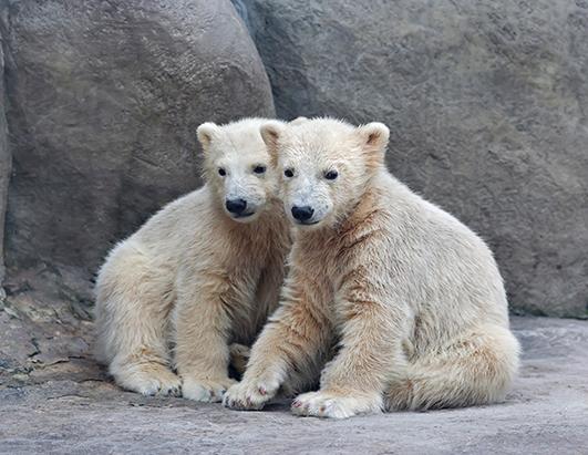 Ballet Swimming Polar Bears Photos - ABC News