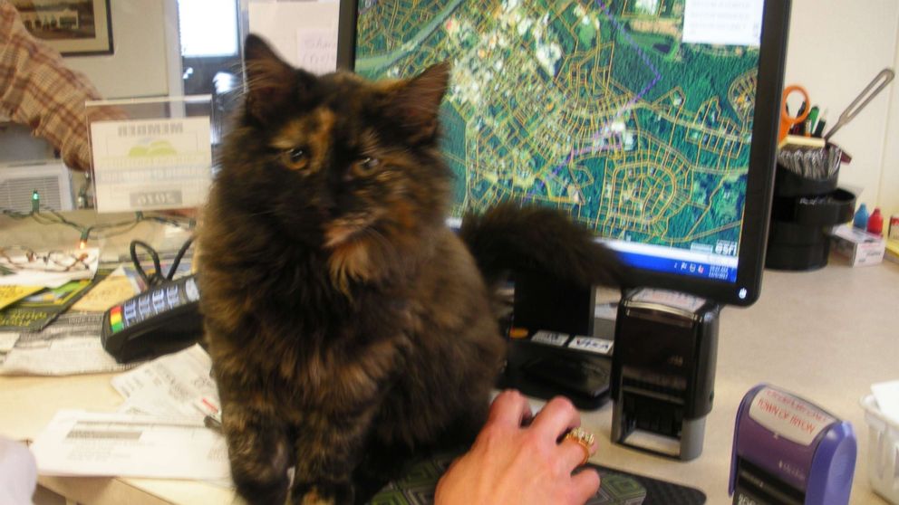 Cat is adopted by workers of the police station, gets uniform and becomes  Chief of Purrlice : r/Catswithjobs