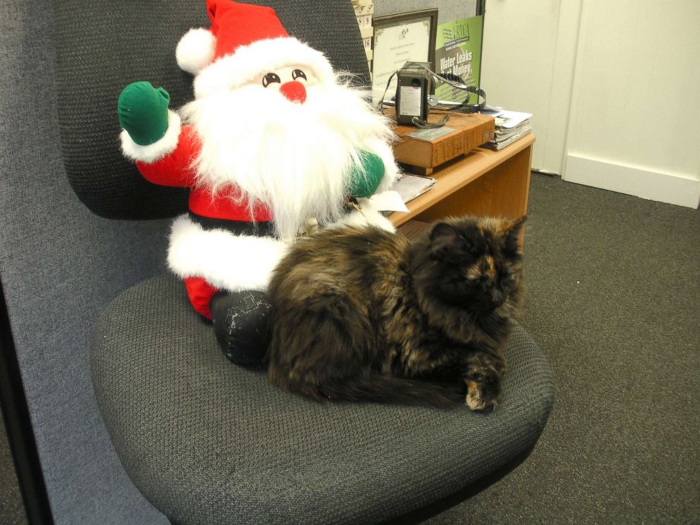 PHOTO: The stray kitten immediately made herself at home in her new office. 