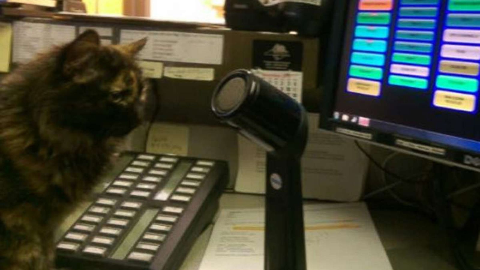 this cat works at a police station and shows hardwork and dedication :  r/MadeMeSmile