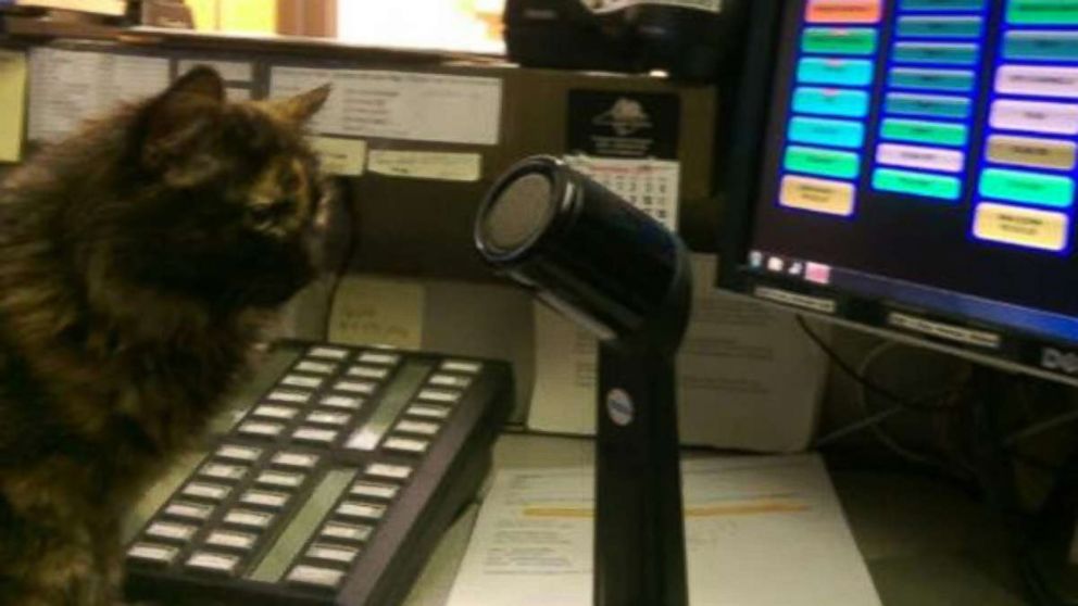 PHOTO: When a stray kitten wandered up to the police department in Tryon, North Carolina, they took her in.  