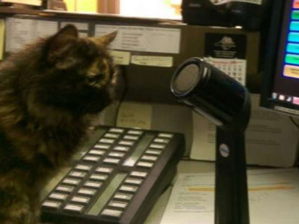 PHOTO: When a stray kitten wandered up to the police department in Tryon, North Carolina, they took her in.