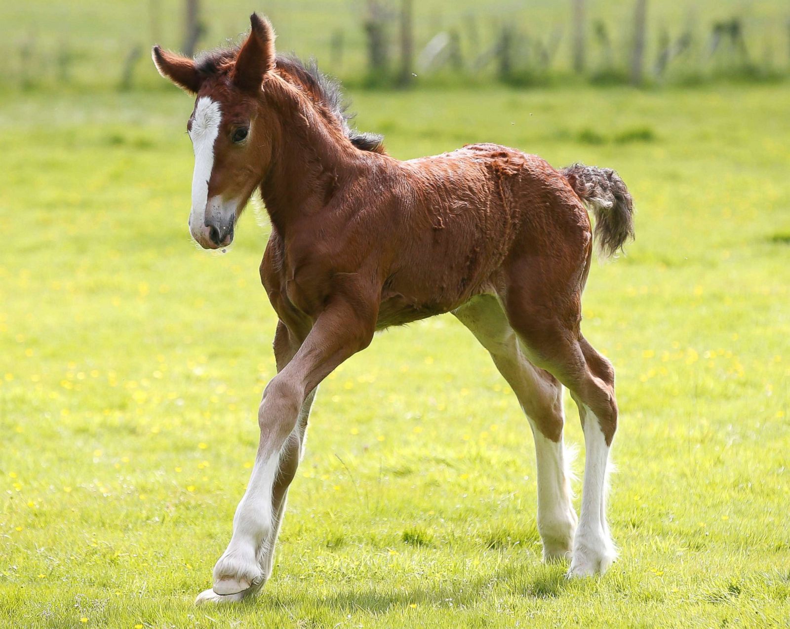 A baby foal frolics in the sun