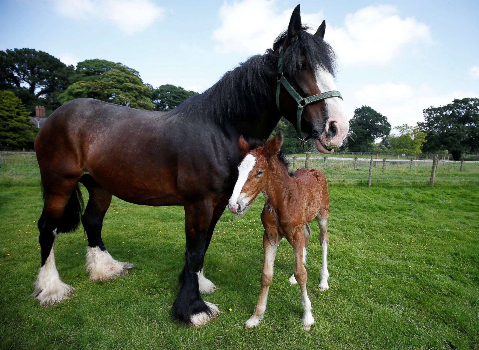 A foal stands next to her mother