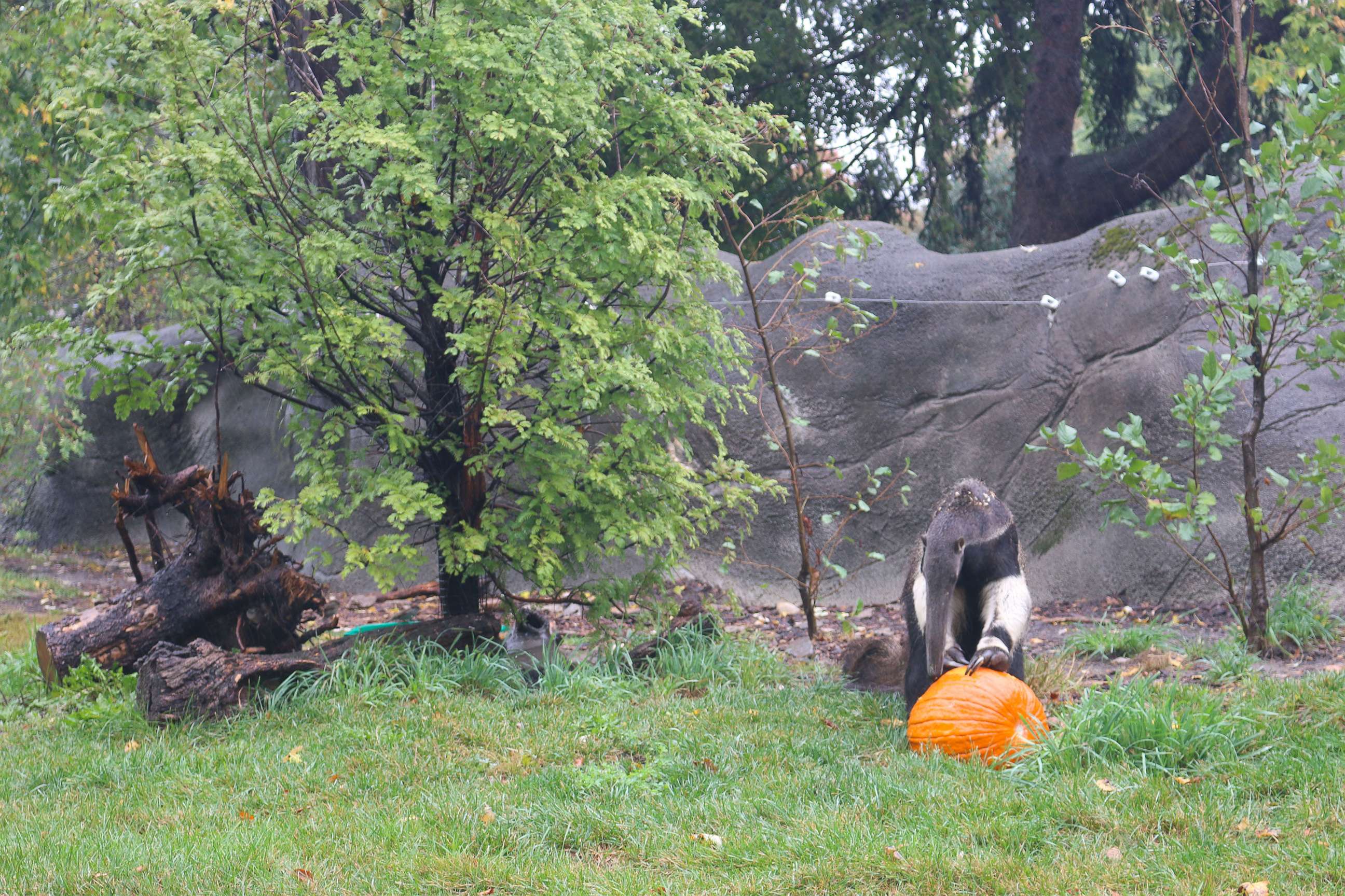 PHOTO: An anteater enjoys Halloween seasonal treats at the Detroit Zoo on Oct. 11, 2017.
