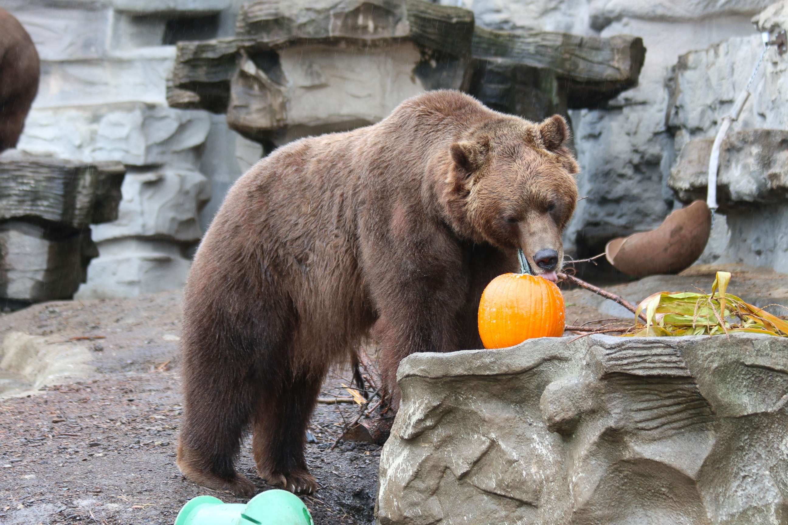 PHOTO: A grizzly bear enjoys Halloween seasonal treats at the Detroit Zoo on Oct. 11, 2017.
