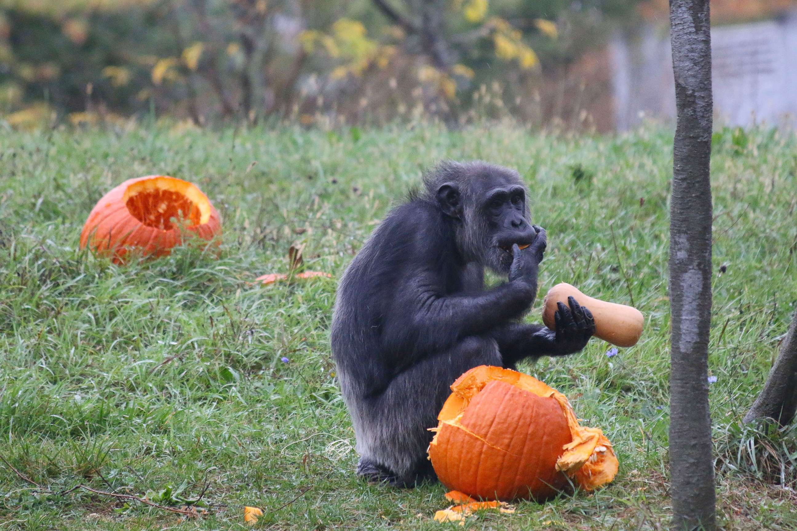 PHOTO: A chimpanzee enjoys Halloween seasonal treats at the Detroit Zoo on Oct. 11, 2017.