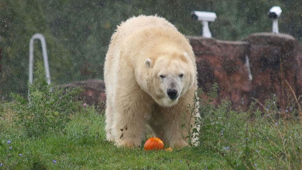 PHOTO: A Polar Bear enjoys Halloween seasonal treats at the Detroit Zoo on Oct. 11, 2017.