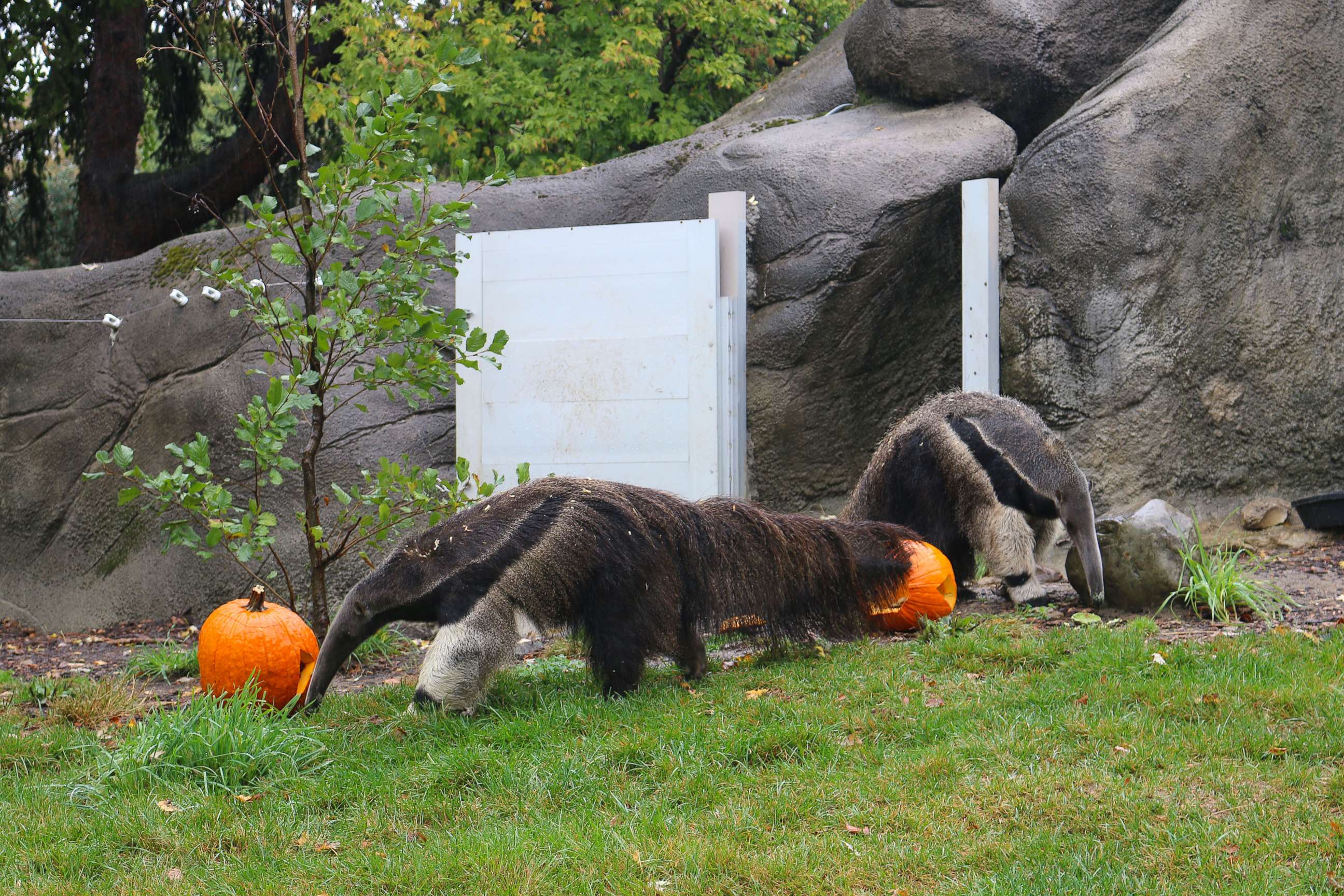 PHOTO: Anteaters enjoys Halloween seasonal treats at the Detroit Zoo on Oct. 11, 2017.
