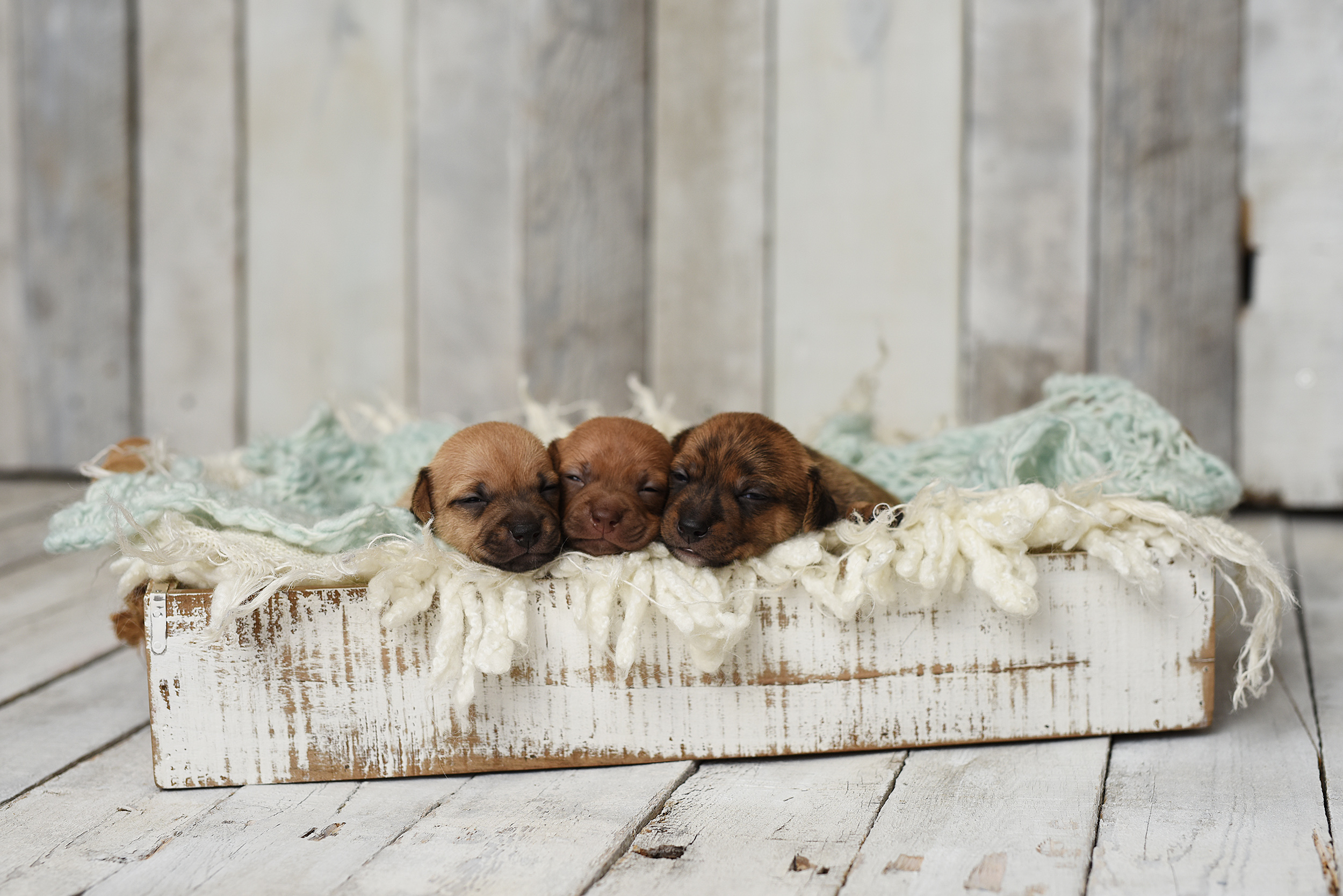 PHOTO: Photographer Kelly Frankenburg said she posed a Chihuahua mom and puppies like human newborns to create photos that could help them get adopted.