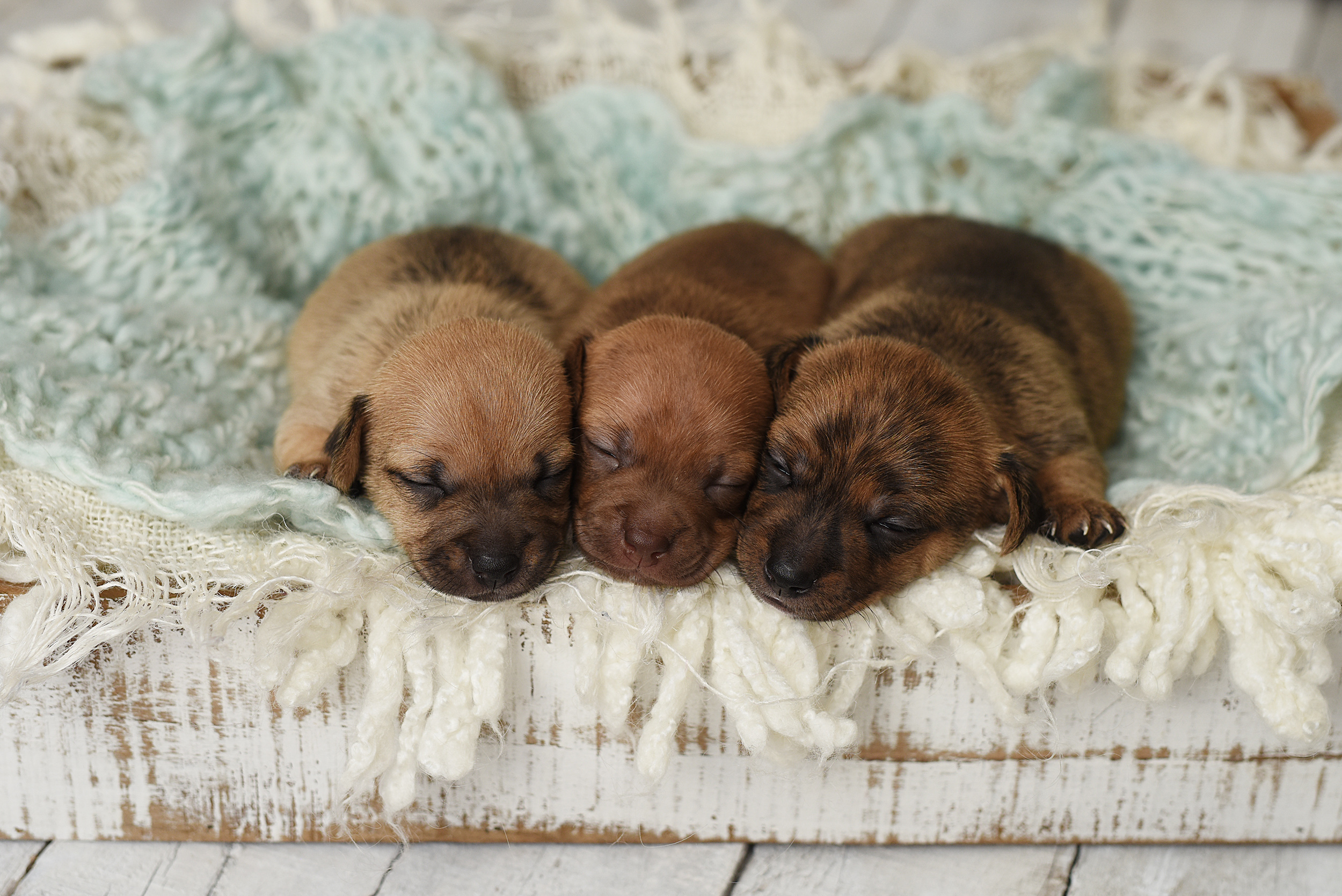 PHOTO: Photographer Kelly Frankenburg said she posed a Chihuahua mom and puppies like human newborns to create photos that could help them get adopted.