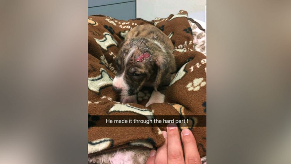 PHOTO: Doctors said Titus, a week-old pitbull puppy, was diagnosed with first, second and third-degree burns.