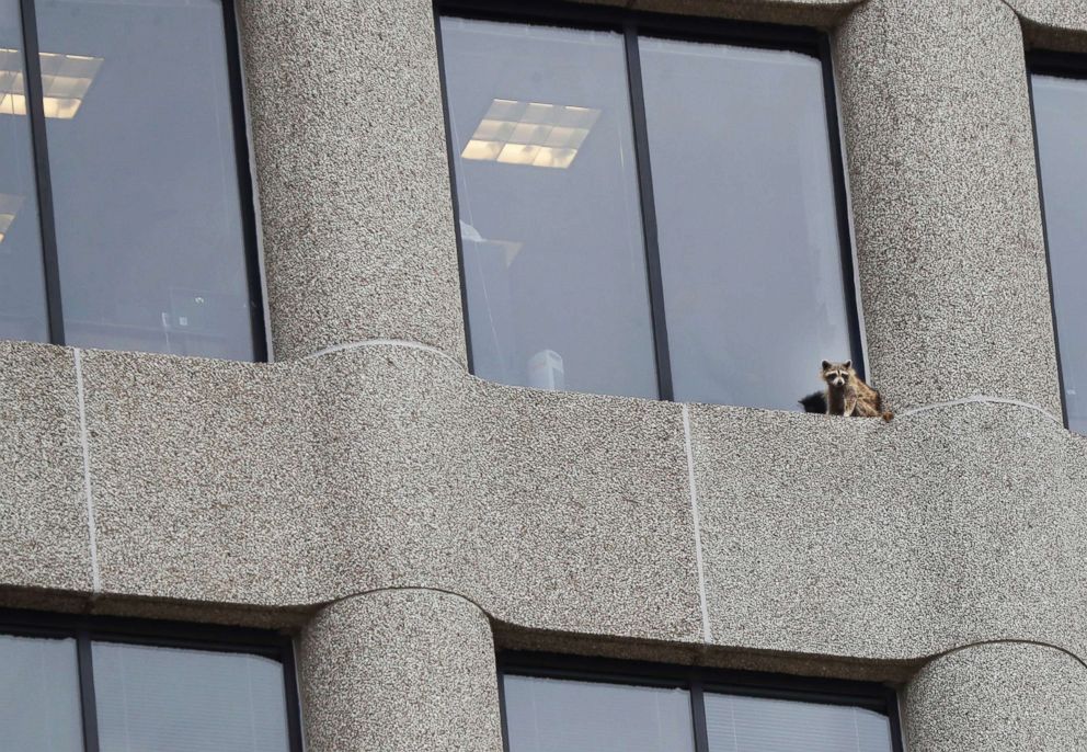 PHOTO: A raccoon sits on the ledge of an office window in the UBS Tower in downtown St. Paul, Minn.,  June 12, 2018.