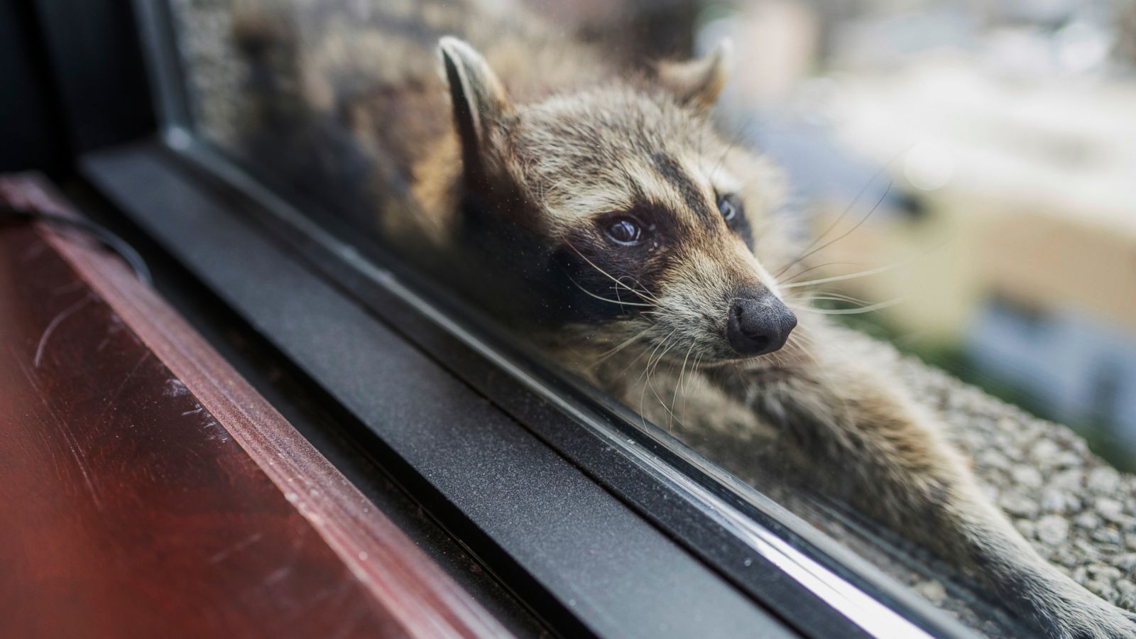 PHOTO: A raccoon stretches out on a windowsill in St. Paul, Minn., June 12, 2018. The raccoon stranded on the ledge of a building in St. Paul captivated onlookers and generated interest on social media after it started scaling an office building.