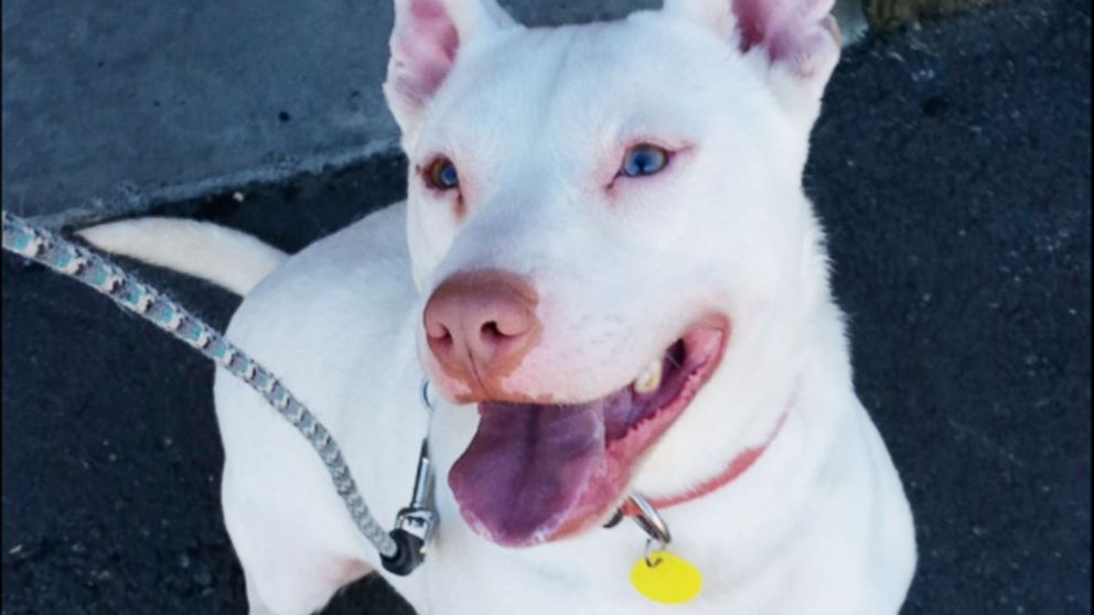 PHOTO: Ghost was brought to Washington state after being picked up as a stray dog in Florida.