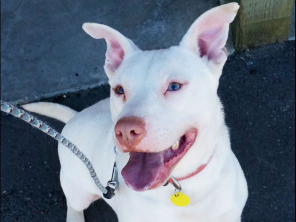 PHOTO: Ghost was brought to Washington state after being picked up as a stray dog in Florida.