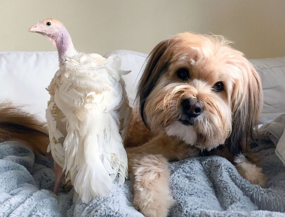 PHOTO: The turkey and dog offer each other companionship and comfort. 