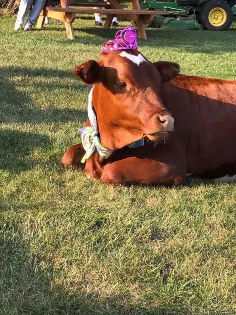 PHOTO: The owners of Sunnyside Stables in Rosemount, Minnesota, threw their rescue cow, Minnie Moo, a special first birthday party.
