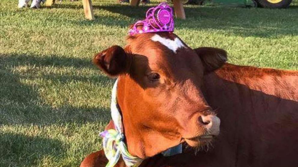 The owners of Sunnyside Stables in Rosemount, Minnesota, threw their rescue cow, Minnie Moo, a special first birthday party.