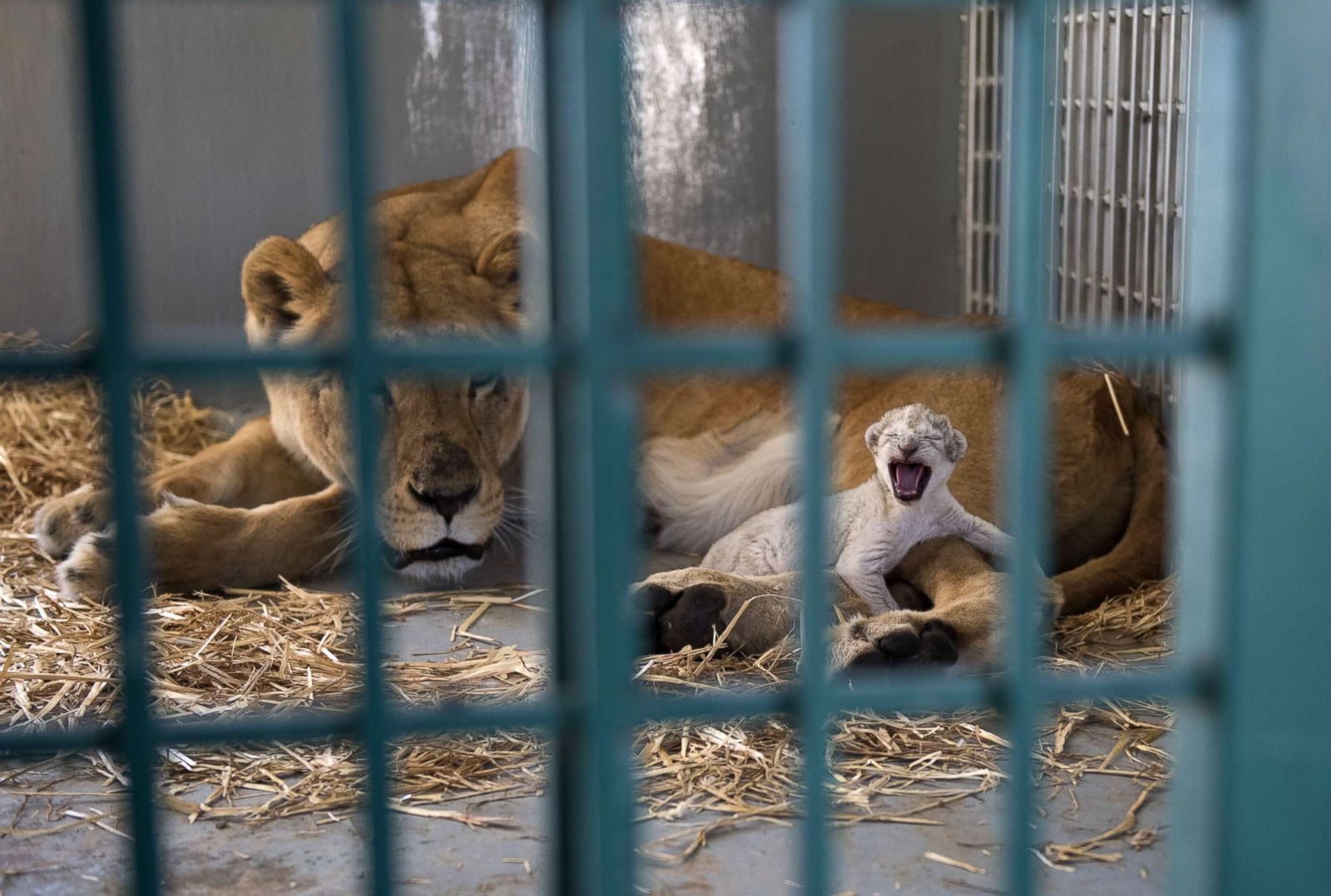 Miracle cub born to lioness rescued from Syria