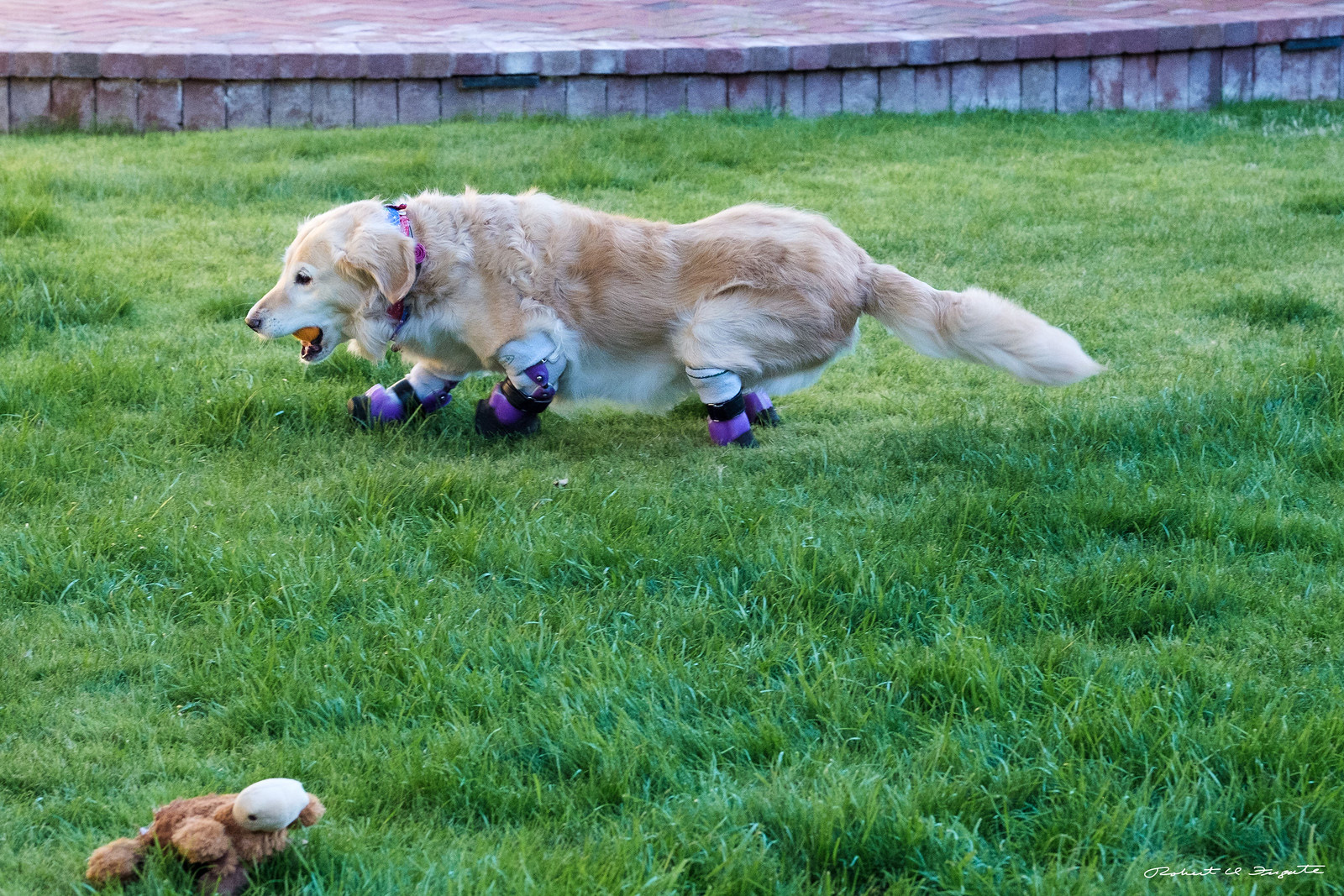 PHOTO: Chi Chi uses prosthetics after all four of his limbs were amputated.