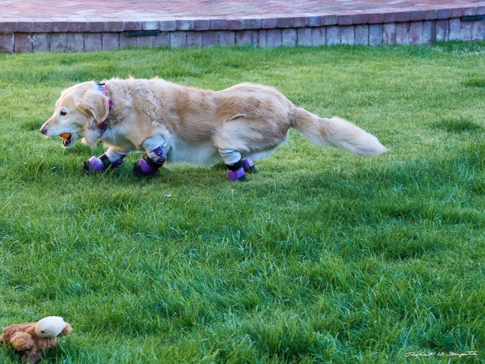 PHOTO: Chi Chi uses prosthetics after all four of his limbs were amputated.