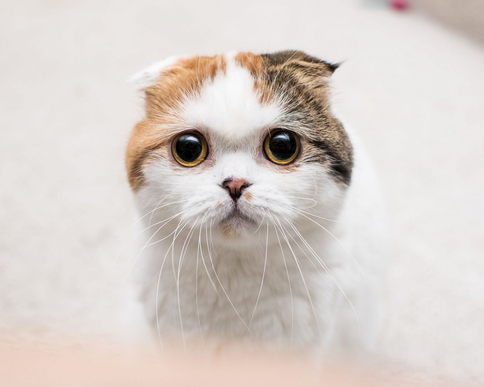 Feline Good: Emotional Cats Photos - ABC News