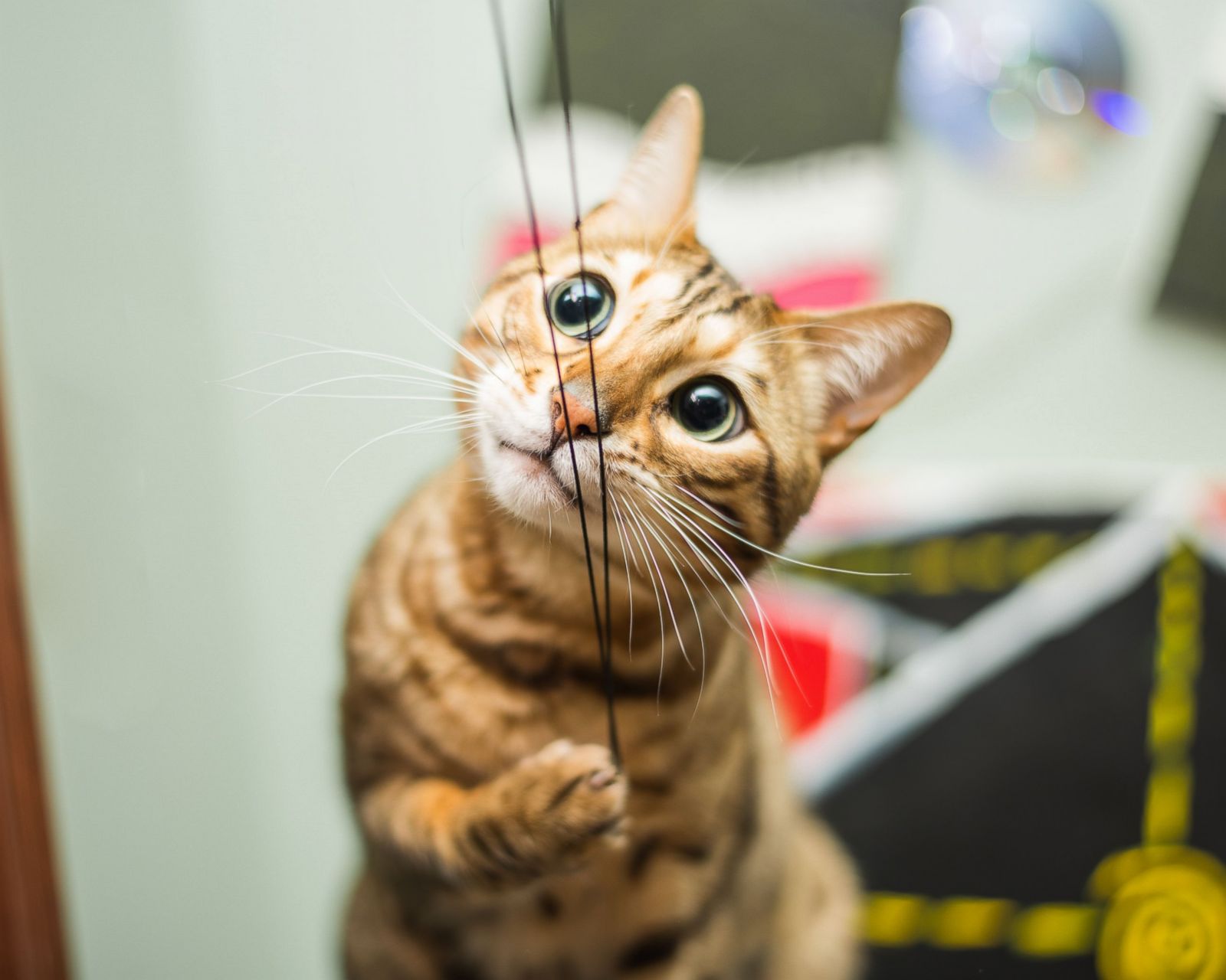 Playful Haroun Picture | Feline Good: Emotional Cats - ABC News