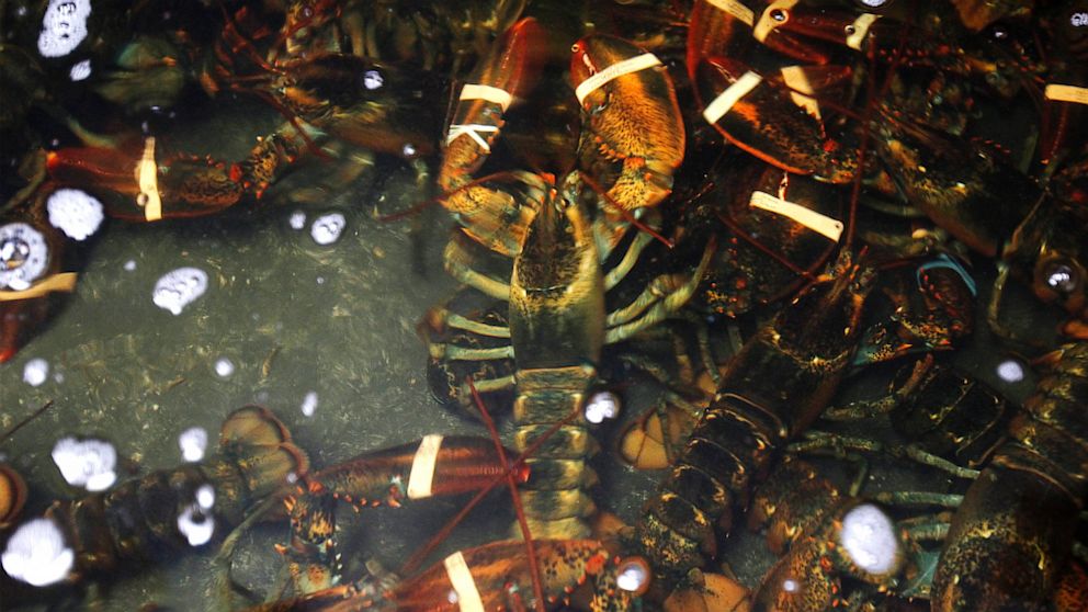 Live lobsters swim in a holding tank inside "Redhook Lobster Pound" in New York. 