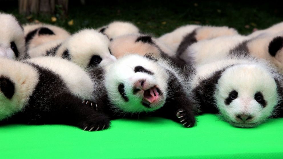 PHOTO: About 23 giant pandas born in 2016 are seen on a display at the Chengdu Research Base of Giant Panda Breeding in Chengdu, Sichuan province, China, Sept. 29, 2016.