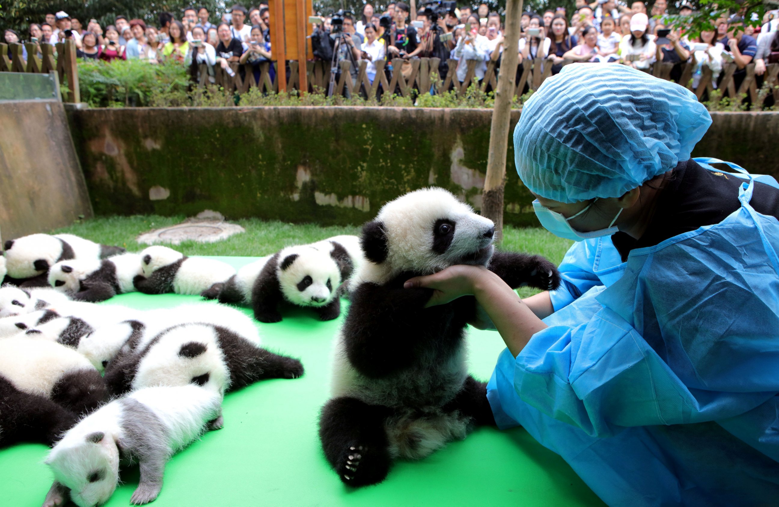 PHOTO: About 23 giant pandas born in 2016 are seen on a display at the Chengdu Research Base of Giant Panda Breeding in Chengdu, Sichuan province, China, Sept. 29, 2016.
