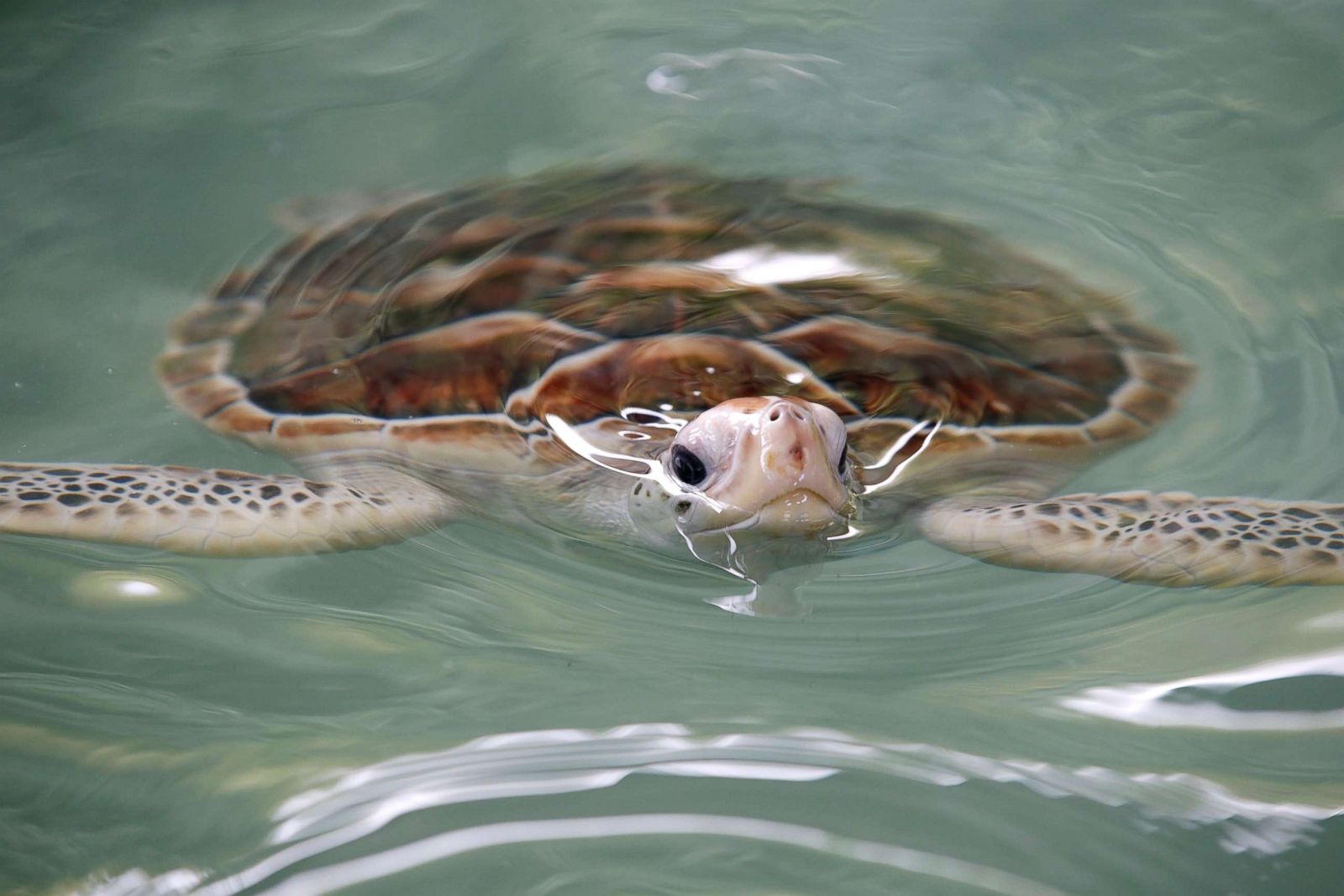 A sea turtle swims in a nursing pool