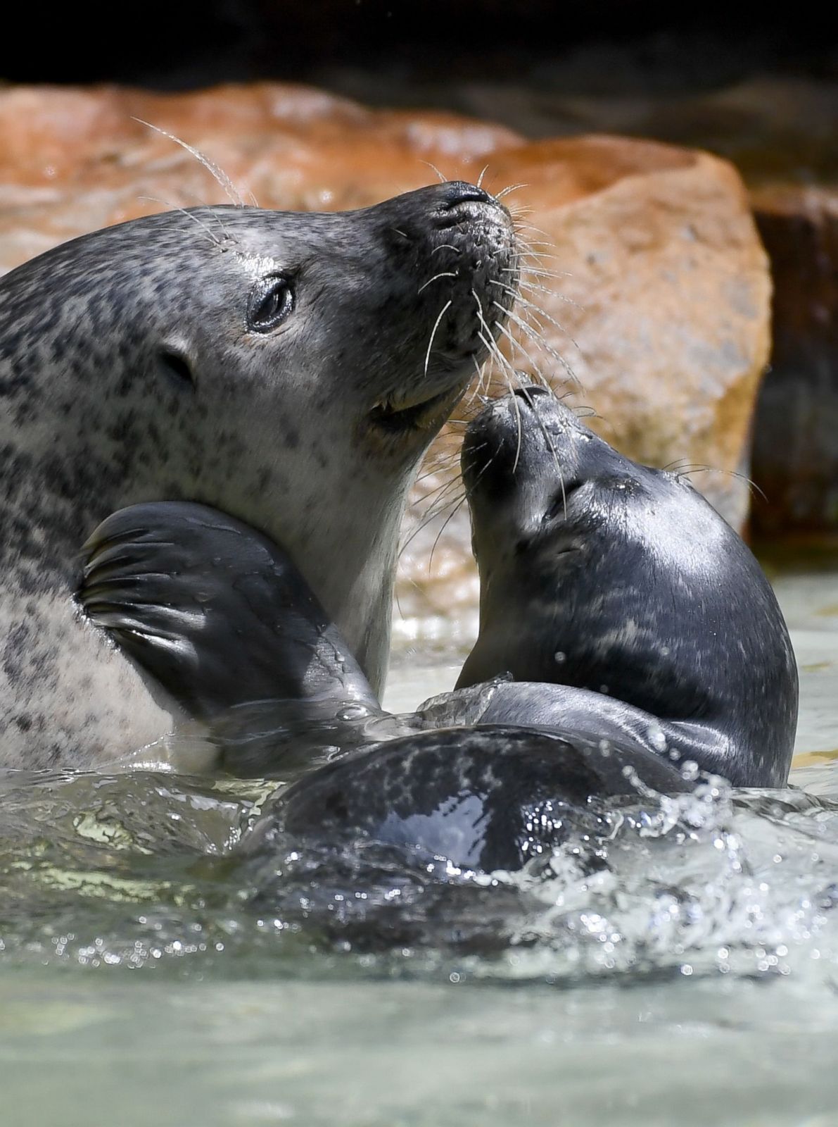 Seals snuggle up together 