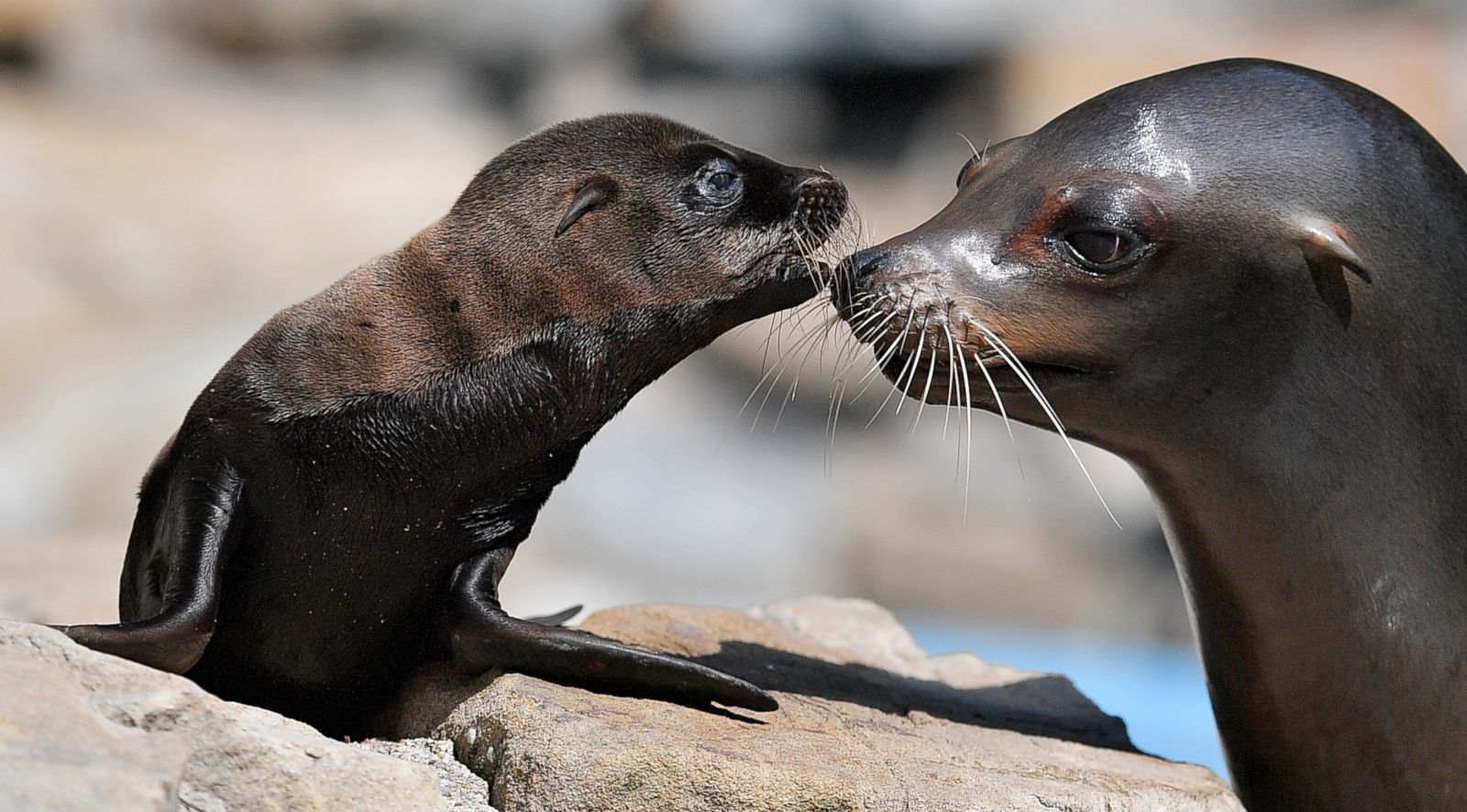 Sea lion and its mother kiss each other Picture | Cutest baby animals