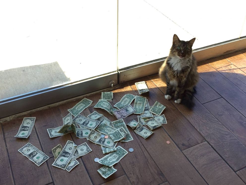 PHOTO: Sir Whines A Lot, also known as the "Cashnip Kitty," snatches dollar bills from locals who offer the money through the slot on the door of GuRuStu, a full service marketing firm in Tulsa, Okla.
